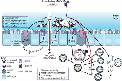 Detrimental Impact of Microbiota-Accessible Carbohydrate-Deprived Diet on Gut and Immune Homeostasis: An Overview